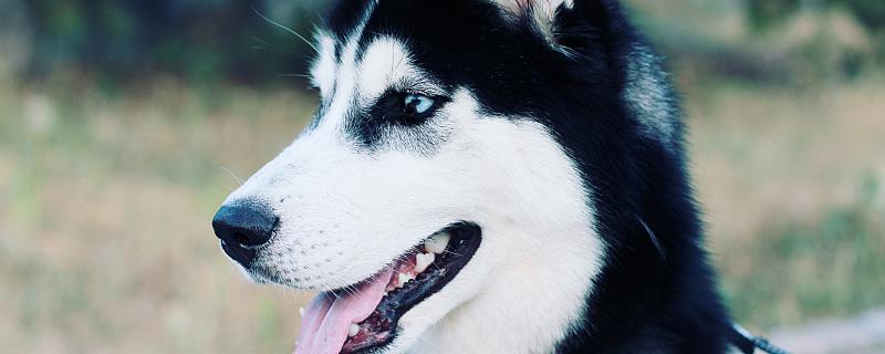 属狗最忌讳的三个生肖 属狗的人最怕的三个生肖