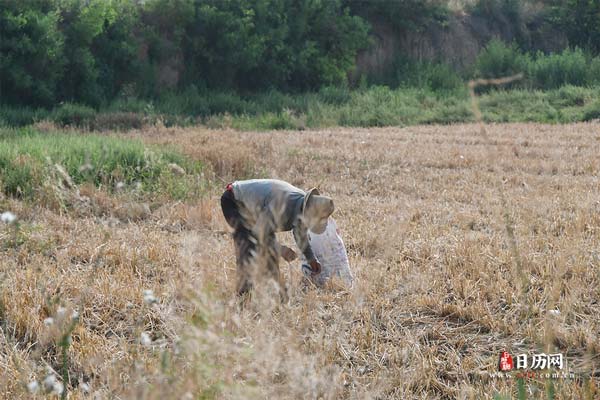 今年几月几号入伏2024年