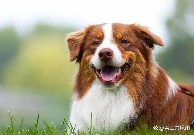 属狗最忌讳的三个生肖