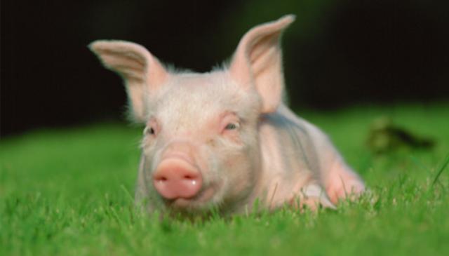 马化腾属生肖猪