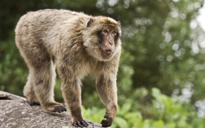 77年属什么生肖