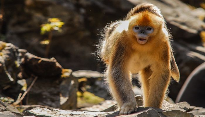 天花乱坠是什么生肖