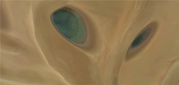 新疆沙漠雨后出现一张狐狸脸