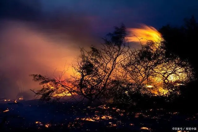 隔岸观火什么生肖