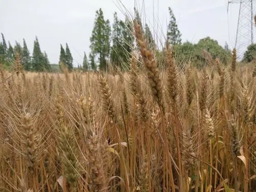 针尖对麦芒打一生肖