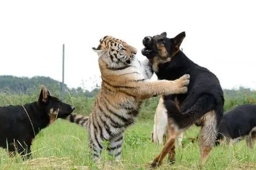 虎落平阳被犬欺猜一生肖