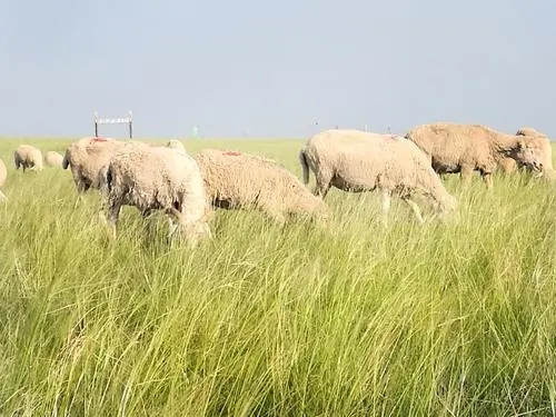 风吹草低见牛羊打一个生肖