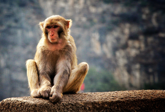 猴和虎属相合不合
