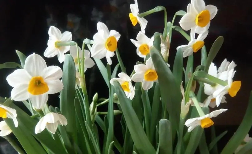 水仙花长什么样