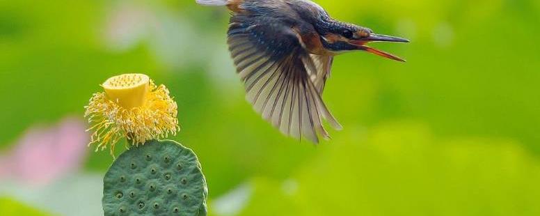 飞黄腾达是指什么生肖