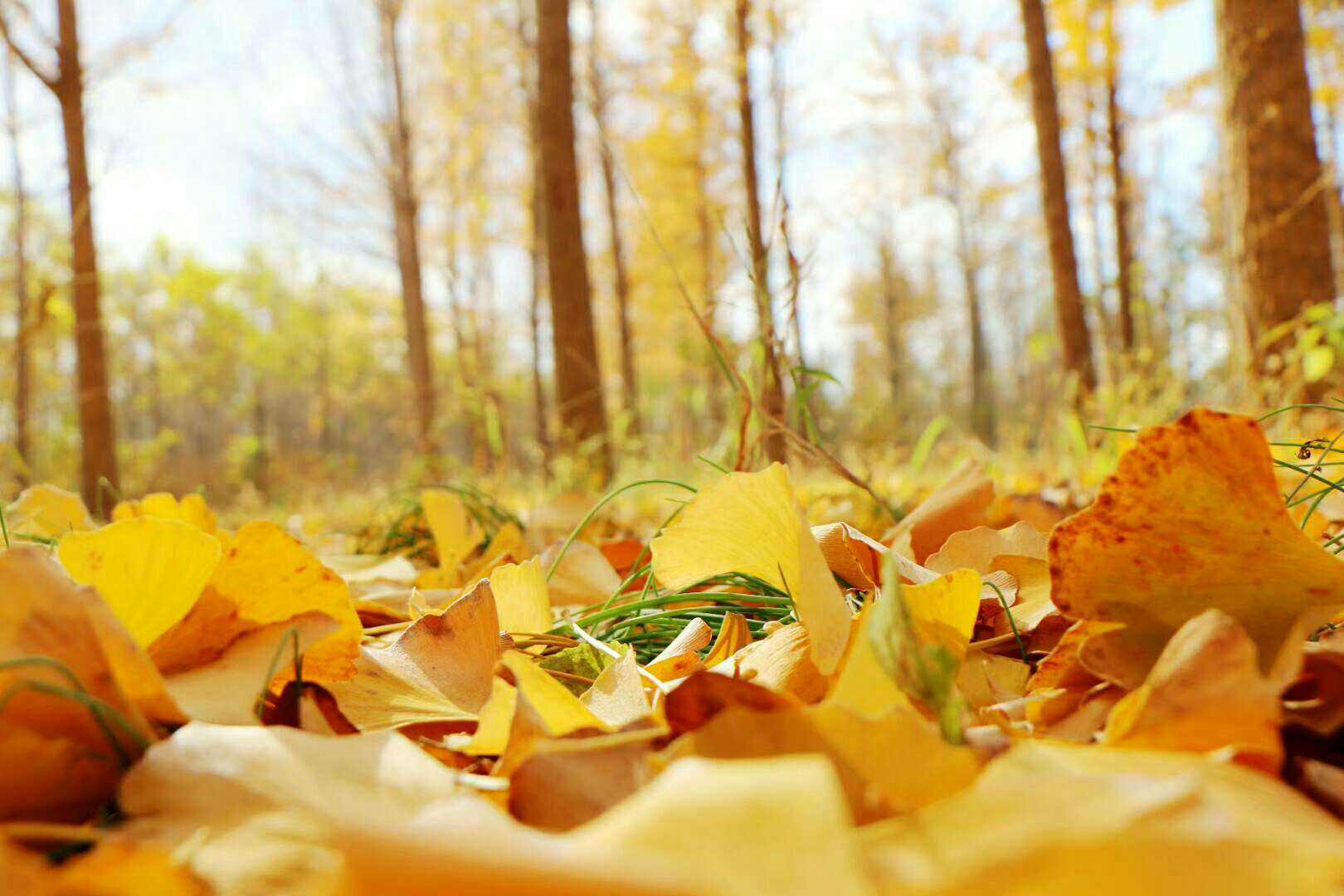 西风落叶是什么生肖