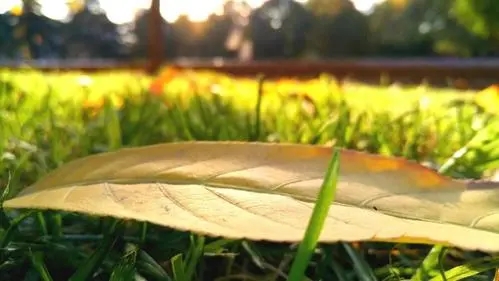 西风落叶是什么生肖