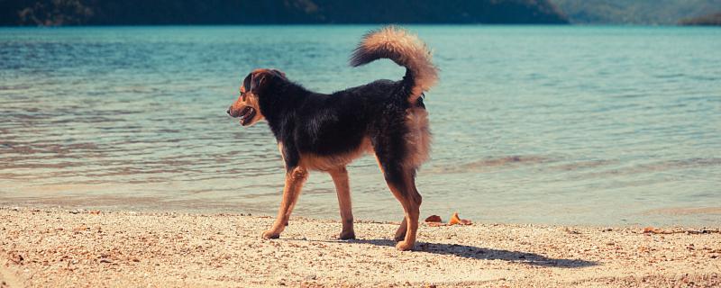 94年属狗男最佳婚配 94年属狗男的属相婚配表