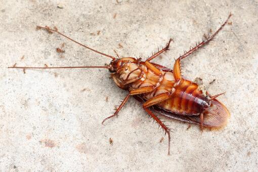 蟑螂-摄图网