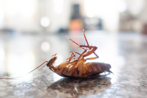 1只蟑螂1年可繁衍出1000万只蟑螂-摄图网