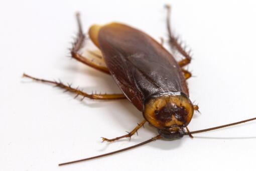 家庭灭杀蟑螂的最好办法-摄图网