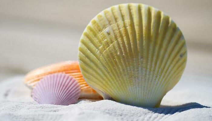 贝偏旁的字大多与什么有关