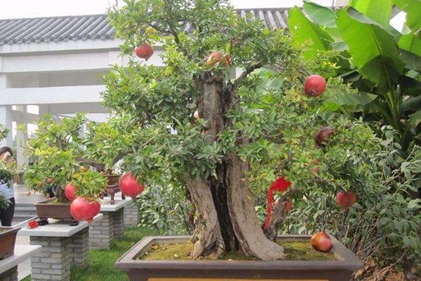 排名第一最好的镇宅树 镇宅最灵的树推荐