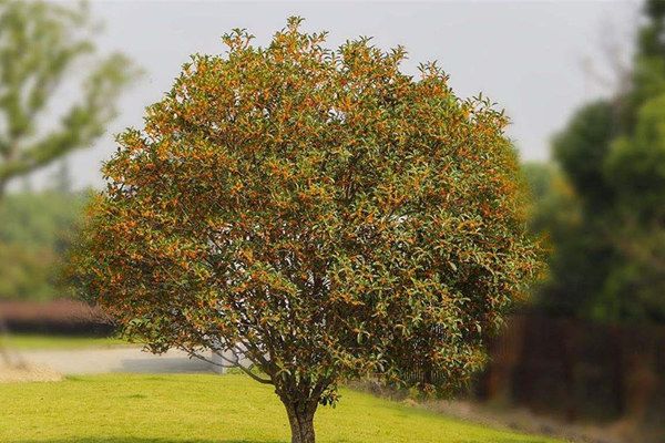 排名第一最好的镇宅树 镇宅最灵的树推荐