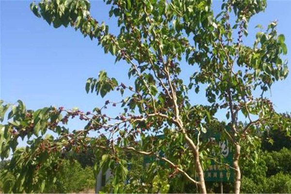 排名第一最好的镇宅树 镇宅最灵的树推荐