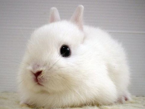 1987年属兔女2024年运势及运程,36岁属兔人2023全年每月运势女性如何