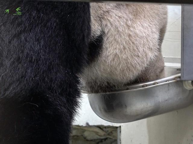 大熊猫“团团”疑有恶性肿瘤 用脚拖行前进让人心疼