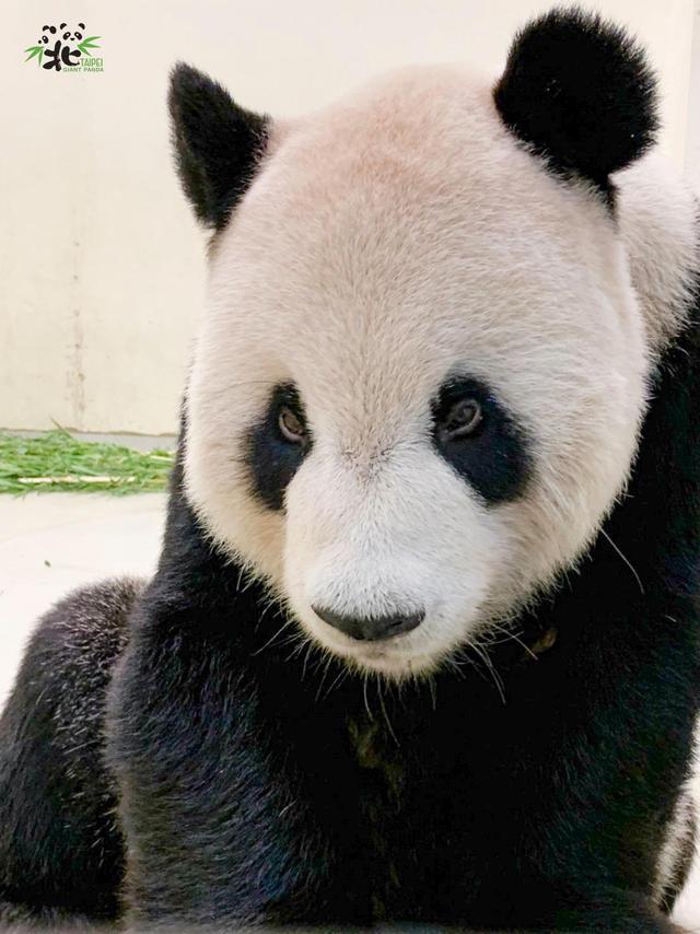 大熊猫“团团”疑有恶性肿瘤 用脚拖行前进让人心疼