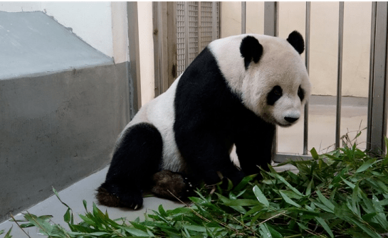 “团团”疑有恶性肿瘤 用脚拖行前进