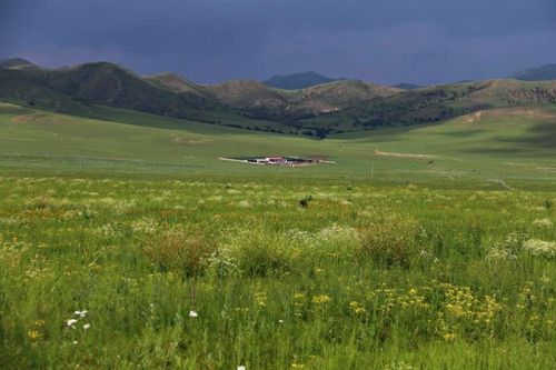 金色沙海也能长出绿色草场