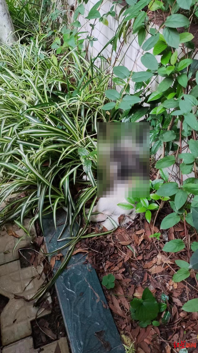 网曝成都多地出现“毒狗”事件 有人沿街疑似投毒