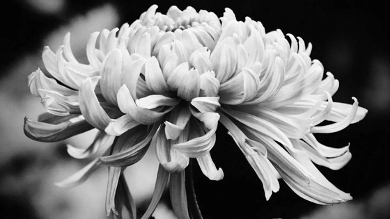 全国各地沉痛哀悼江泽民同志