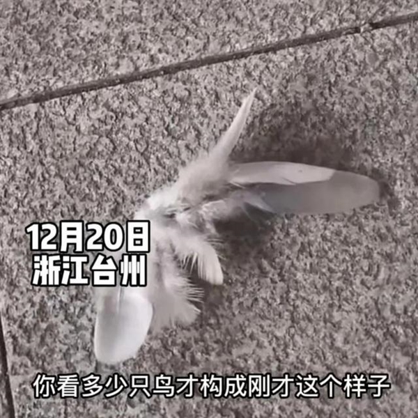 让人诧异！浙江台州天上突然飘落大量羽毛：宛如鹅毛大雪