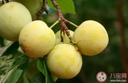 李子是热性水果还是凉性水果 吃李子有什么好处。