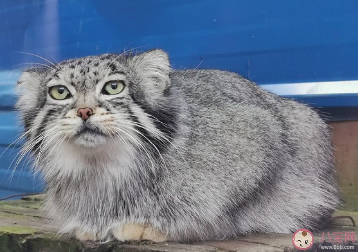 兔狲是什么动物 兔狲的寿命有多长