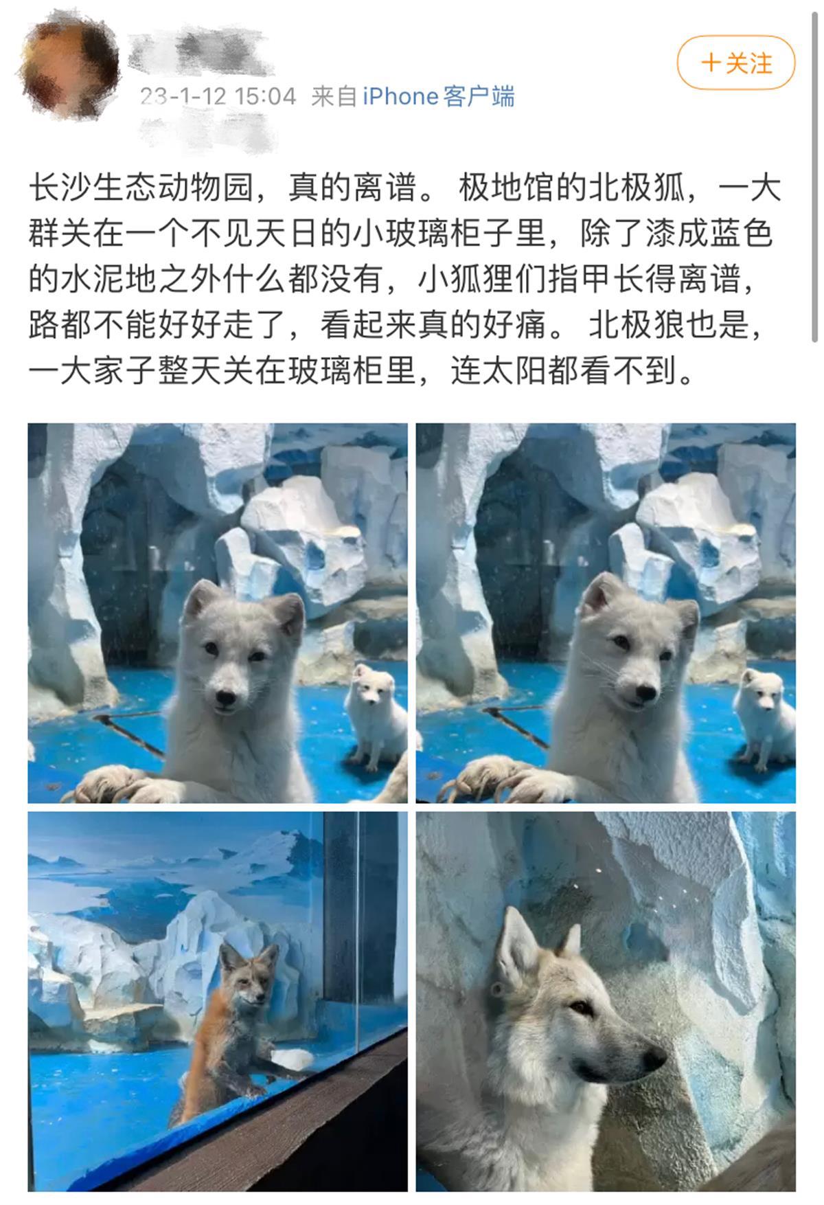 动物园不给北极狐剪指甲致行走困难