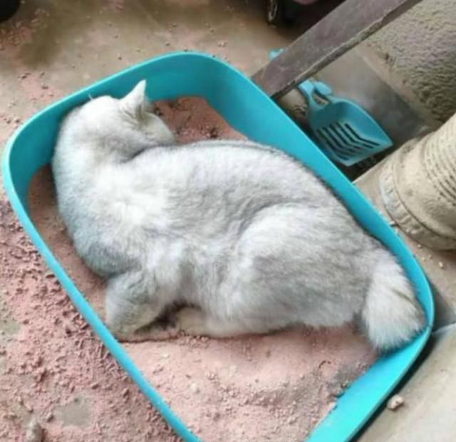 出差十几天，在屋里放一堆猫粮，让猫咪自力更生，结果后悔了