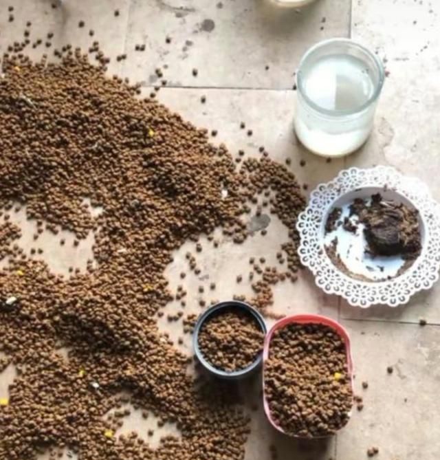 出差十几天，在屋里放一堆猫粮，让猫咪自力更生，结果后悔了