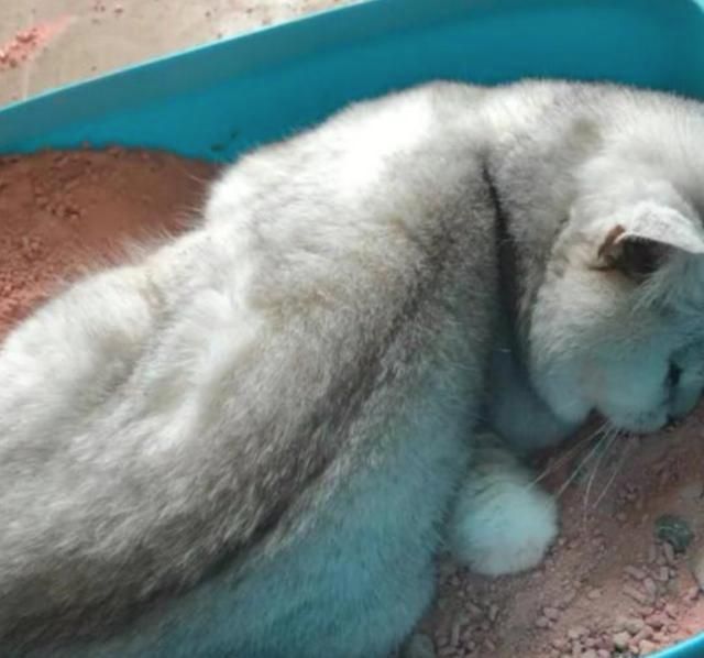 出差十几天，在屋里放一堆猫粮，让猫咪自力更生，结果后悔了