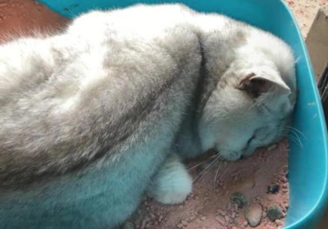 出差十几天，在屋里放一堆猫粮，让猫咪自力更生，结果后悔了