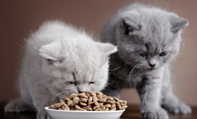 出差十几天，在屋里放一堆猫粮，让猫咪自力更生，结果后悔了