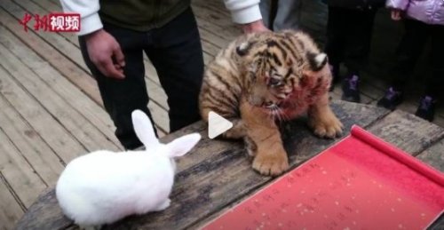 动物园办虎兔交接兔子差点被加餐
