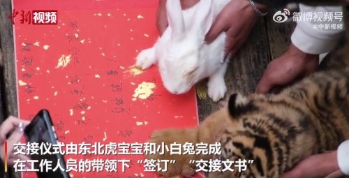 动物园办虎兔交接兔子差点被加餐
