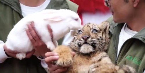 动物园办虎兔交接兔子差点被加餐