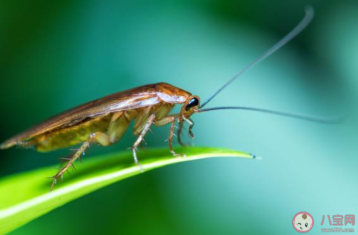 为什么平时打蟑螂很难打中 蚂蚁庄园5月27日答案最新