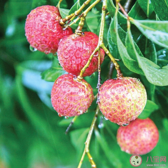 挂绿荔枝有多贵 千元一斤荔枝值得买吗