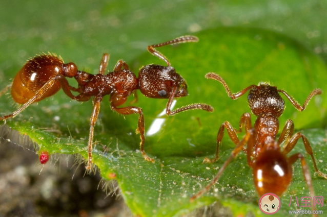 红火蚁到底有多可怕 红火蚁有什么危害
