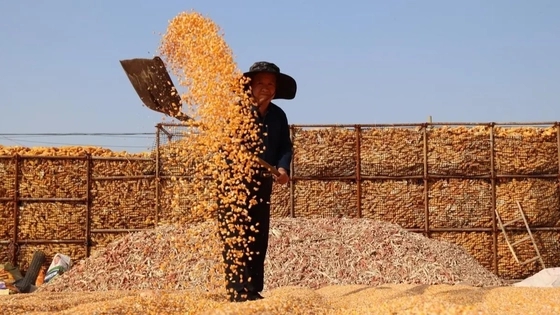 抓好粮食和重要农产品稳产保供