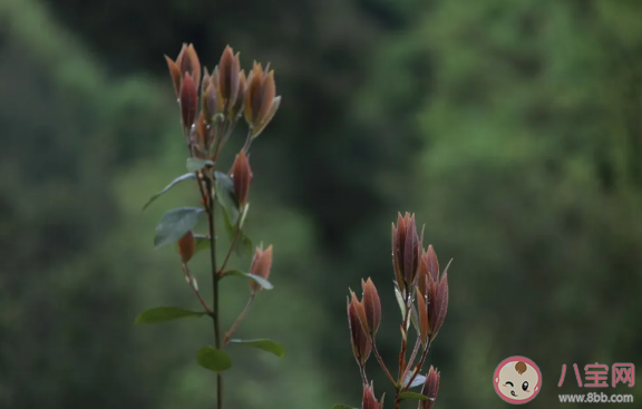老鹰茶有什么样的功效和作用 老鹰茶哪些人不能喝