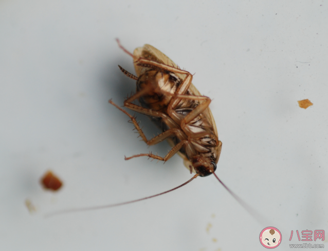 1只蟑螂1年可繁衍出1000万只蟑螂 有一只蟑螂就有一窝吗