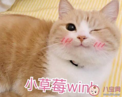 直球撩人是什么梗 直球撩人梗的出处是什么